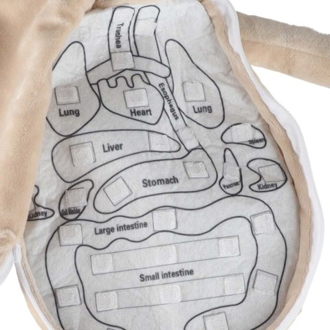 LALKA PLUSZOWA MASKOTKA BUDOWA CIAŁA NAUKA ANATOMII NARZĄDY CHŁOPIEC STEM